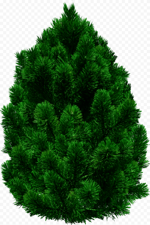 tree png clipart images
