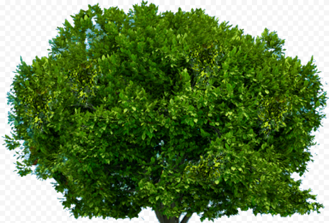 free tree clipart png