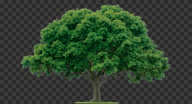 tree 961x520