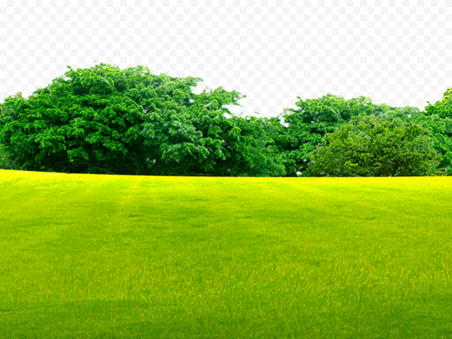 Green grass field near green trees, Lawn Grassland, Woods on the grass, leaf, landscape, computer Wallpaper png