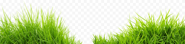Green grass, Green Grass Road Meadow, Grass Green Grass, food, computer Wallpaper, grass png