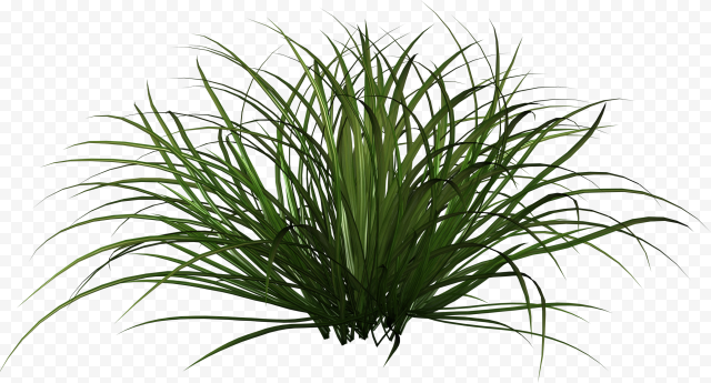 Green grass, Ornamental grass Plant, grass, grass, desktop Wallpaper, aquarium Decor png