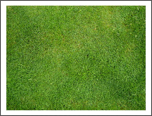 Green grass, Artificial turf Meadow Lawn Grasses Groundcover, Rumput, grass, family, plant png