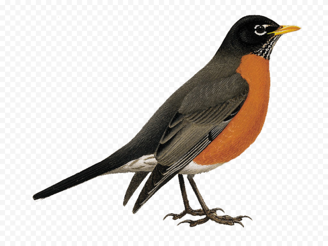 American Robin Bird PNG Transparent Image