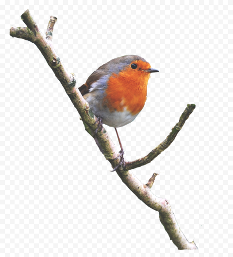 European Robin Bird PNG HQ Picture