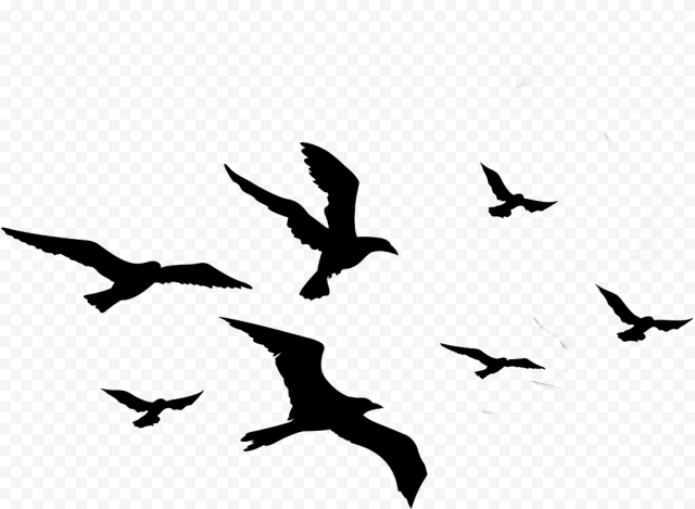 Flock of Birds PNG Picture