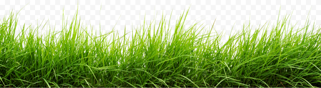 Landscape Green Grass Field PNG Transparent Image