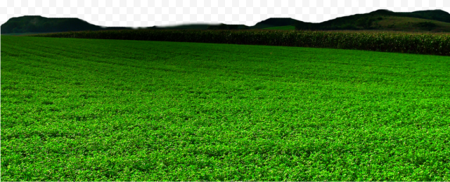 Landscape Grass Field PNG Image