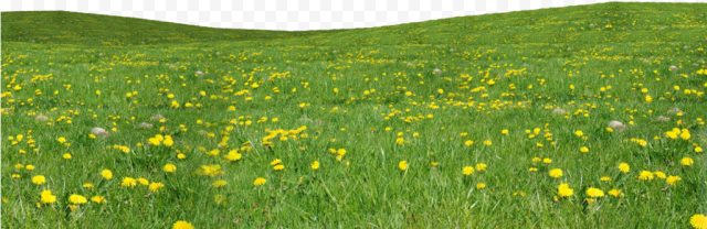 Agriculture Grass Field PNG Image