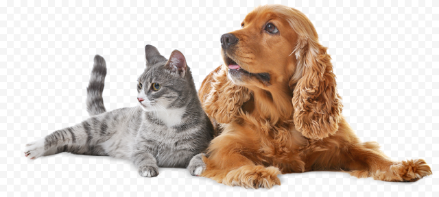 Cute Pet PNG Images