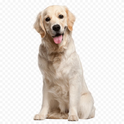 Cute Pet PNG Images HD