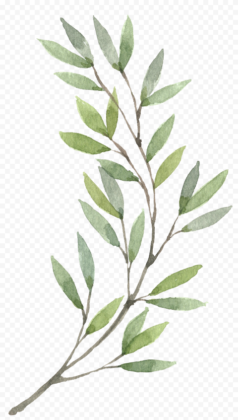 Wreath Watercolor painting Flower, Hand painted Plants, green leaves painting, painted, leaf, branch