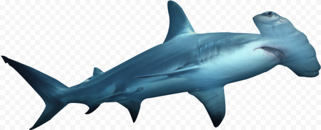 Aquatic Real Shark PNG HD