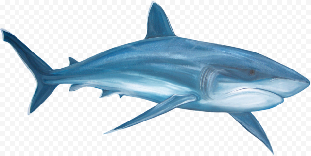 Real Shark PNG Transparent Image