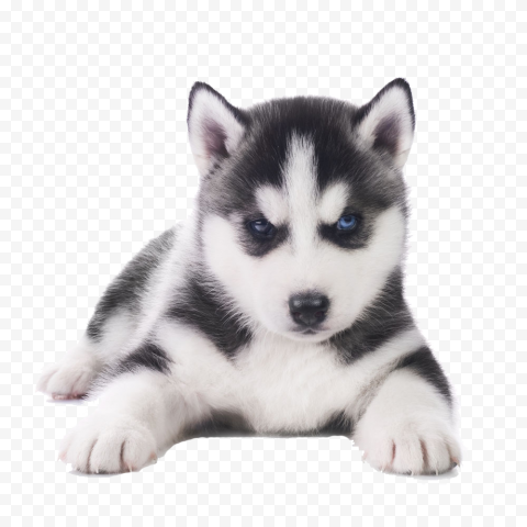 Husky PNG Transparent Images