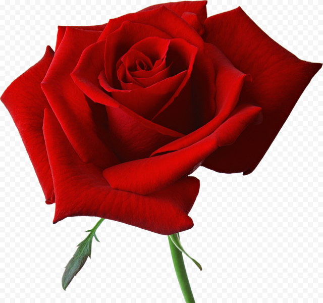 Red Valentines Day Rose Transparent Background