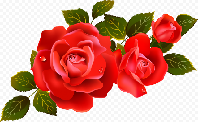 Red Valentines Day Rose PNG Image