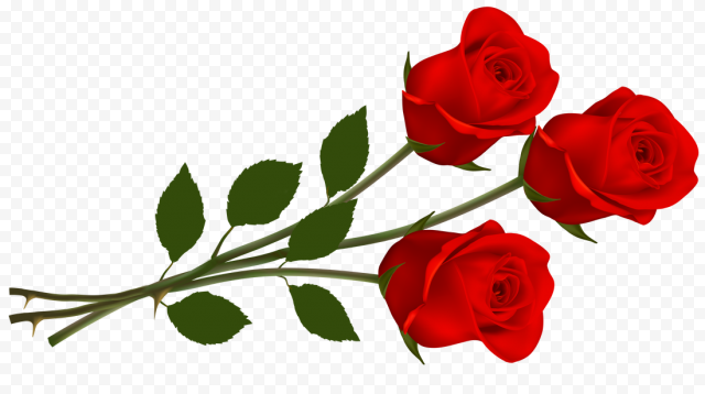 Valentines Day Rose PNG Transparent Image