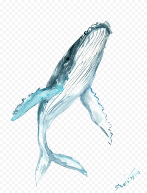 Whale illustration, Humpback whale Drawing Watercolor painting, blue whale, blue, marine Mammal, painted