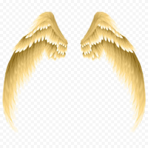 White wings illustration, graphy, Golden wings, golden Frame, wings, gold