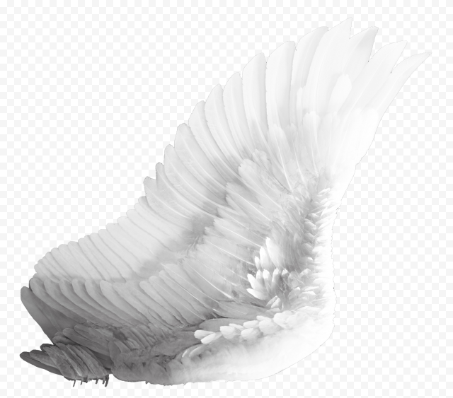 White feather, Bird Wing, Wings, white, monochrome, feather