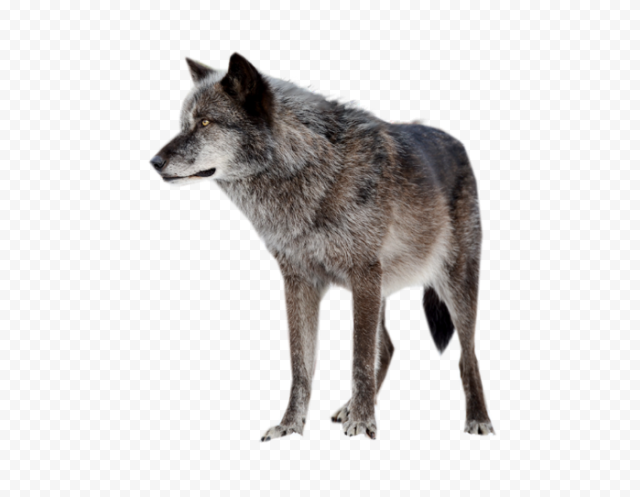 Fox Drawing, Dog, Coyote, RED Fox, Jackal, Wolf, Wildlife, Canis Lupus Tundrarum, Dog, Coyote, RED Fox