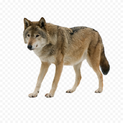 Saarloos wolfdog Gray wolf Jackal Zazzle Business Cards, design, mammal, carnivoran, dog Like Mammal