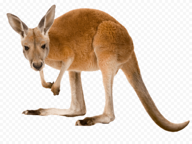 A kangaroo, kangaroo, australia, material object