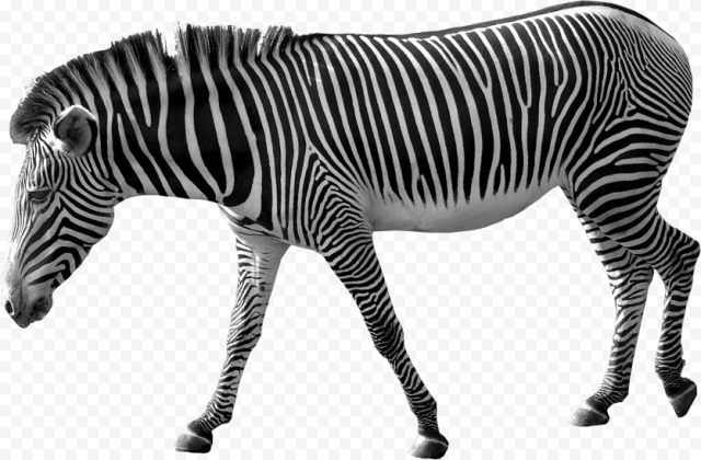 zebra free png 1725x1130